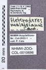 Etikette zu Heteroderes malaisianus (NHMW-ZOO-COL-0010686)